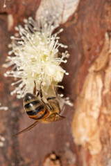 Bee, a beautiful bee pollinating the flowers of a jabuticaba tree in Brazil, selective focus.