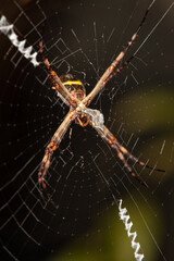 Silver spider, a beautiful silver spider on its web wrapping its prey in Brazil, selective focus.