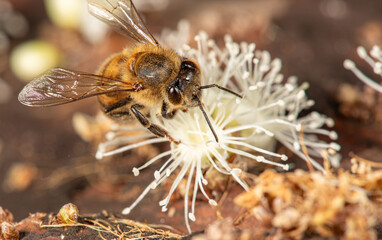 Bee, a beautiful bee pollinating the flowers of a jabuticaba tree in Brazil, selective focus.