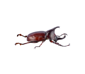 Male reproductive beetle in Thailand transparent png