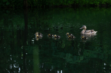 mama duck swims in the pond with her little ducklings
