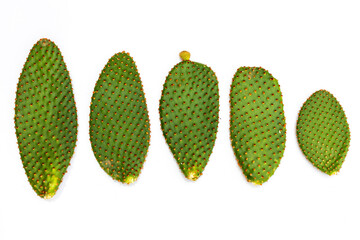 Opuntia microdasys bunny ears cactus leaves isolated on white background