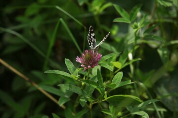 Black and white butterfly on pink flower in green grass