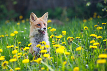 a red fox in yellow dandelions