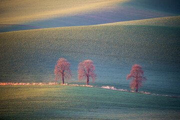 Rolling Hills and Lush Green Fields with Bare Trees