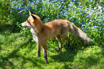 red fox and forget-me-nots