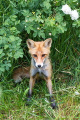red fox vulpes