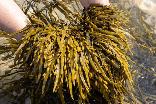 Hands holding a Bladderwrack seaweed on beach. Fucus vesiculosus