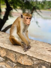 toque macaque portrait (Macaca sinica), old world monkey Sri Lanka.