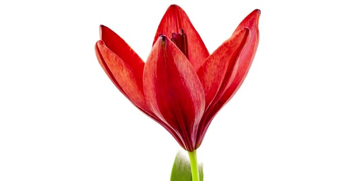 flower buds that bloom in slow motion nature green garden flowers blossom beautiful red valvet tulips in black background