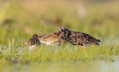  The ruff - pair at wetland on a mating season in spring