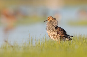 Ruff - male bird at a wetland on the mating season in spring