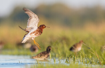 Ruff - male bird at a wetland on the mating season in spring