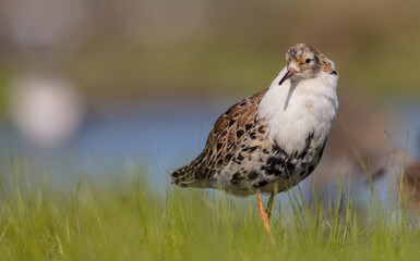 Ruff - male bird at a wetland on the mating season in spring