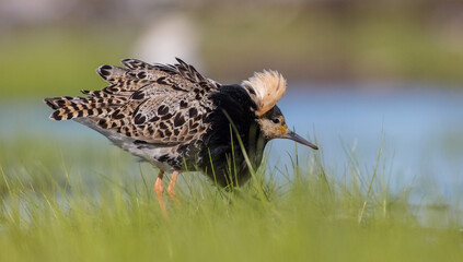 Ruff - male bird at a wetland on the mating season in spring