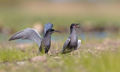 Black tern - two birds  at a wetland in spring