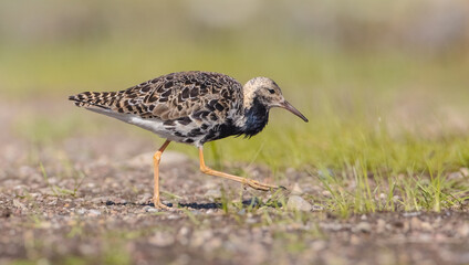 Ruff - male bird at a wetland on the mating season in spring