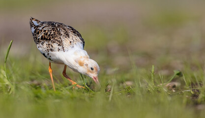 Ruff - male bird at a wetland on the mating season in spring