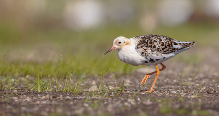 Ruff - male bird at a wetland on the mating season in spring