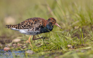Ruff - male bird at a wetland on the mating season in spring