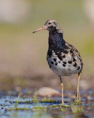 Ruff - male bird at a wetland on the mating season in spring