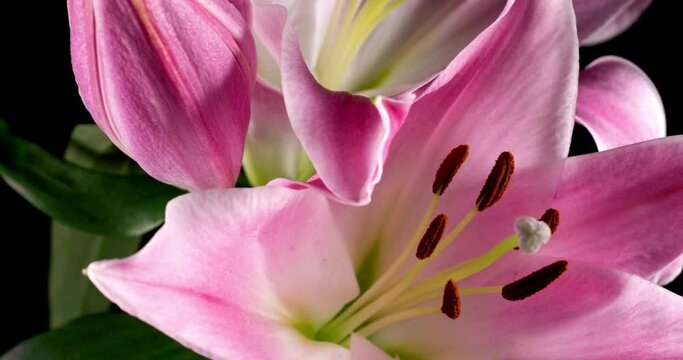 Pink carnation orchid flowers blooming 4K tulips pink in blooms Blooming Time Lapse slow motion background nature