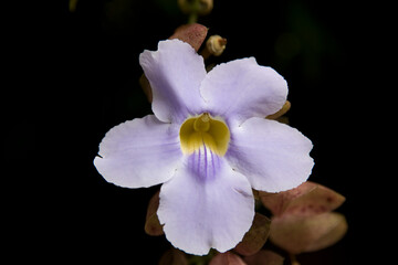 Orchid flower closeup