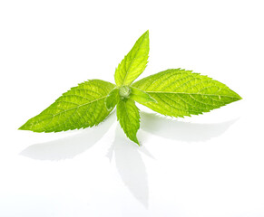 mint leaf isolated on a white background