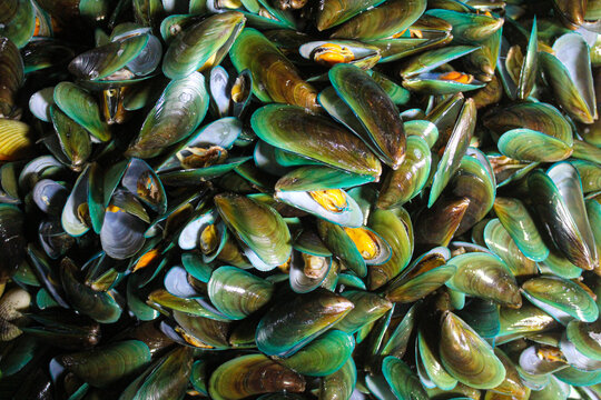 Perna viridis, or Asian green mussel for sale at night market. Overlay or top view