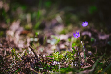 spring crocus flowers