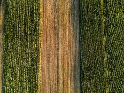 Vibrant Patchwork: Aerial View of Green and Gold Cultivated Fields in Harmonious Composition