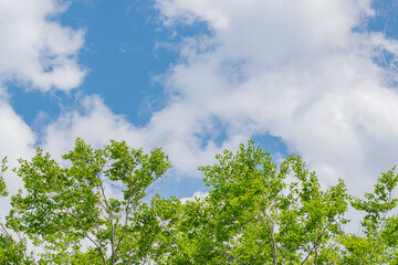 Fototapeta premium 初夏の新緑と青い空
