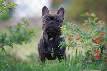 Adorable brindle French Bulldog posing outdoors standing on a green grass between two blooming bushes in summer