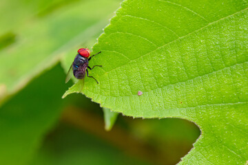 Red headed flies inhabiting wild plants