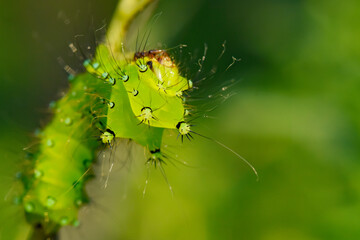 Larvae of the yellow thorn moth, an insect that inhabits wild plants