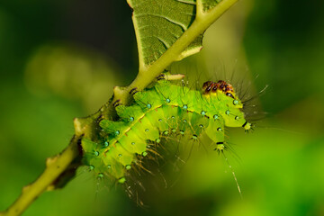 Larvae of the yellow thorn moth, an insect that inhabits wild plants