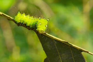 Larvae of the yellow thorn moth, an insect that inhabits wild plants