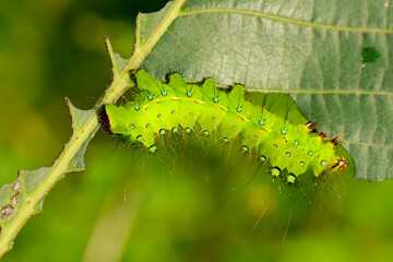 Naklejka premium Larvae of the yellow thorn moth, an insect that inhabits wild plants