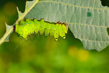 Naklejka premium Larvae of the yellow thorn moth, an insect that inhabits wild plants