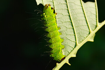 Larvae of the yellow thorn moth, an insect that inhabits wild plants