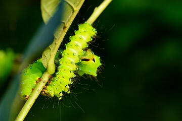 Larvae of the yellow thorn moth, an insect that inhabits wild plants