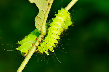 Larvae of the yellow thorn moth, an insect that inhabits wild plants