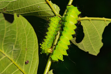 Larvae of the yellow thorn moth, an insect that inhabits wild plants