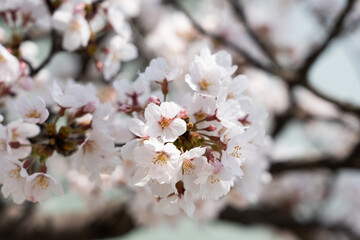 Cherry Blossom at Bomun lake park, Gyeongju city, South Korea