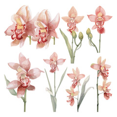 watercolor pink cymbidium orchid clipart for graphic resources - obrazy, fototapety, plakaty