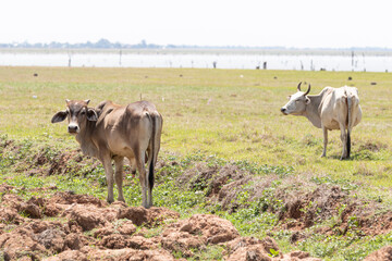 Thai cows in the field of thailand,Thailand.