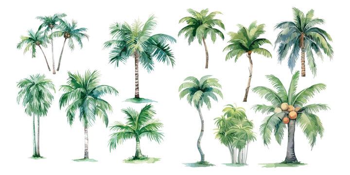 watercolor coconut tree clipart for graphic resources