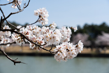Cherry Blossom at Bomun lake park, Gyeongju city, South Korea