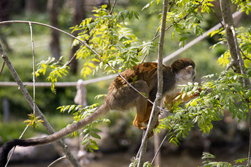 Animaux Planète Sauvage Zoo