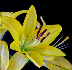 lily flower growing on black background